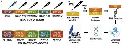 Involvement of HB-EGF/Ascl1/Lin28a Genes in Dedifferentiation of Adult Mammalian Müller Glia